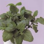  трава. вид мелисса лимонная маленький пакет ( овощи. вид )