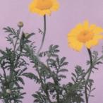  трава. вид da year z ромашка маленький пакет ( овощи. вид )