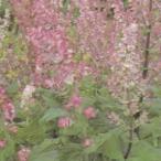  трава. вид k Rally seiji маленький пакет ( овощи. вид )