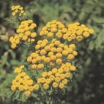  трава. вид язык ji- маленький пакет ( овощи. вид )