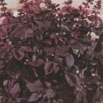  трава. вид темный опал базилик маленький пакет ( овощи. вид )