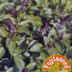  трава. вид sinamon базилик маленький пакет 