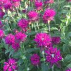  трава. вид бергамот * wild маленький пакет ( овощи. вид )