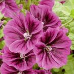  трава. вид ma low ( незначительный ....) маленький пакет 