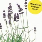  трава. вид лаванда (hite пальто лаванда ) маленький пакет ( овощи. вид )