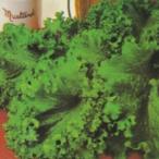  трава. вид горчица зеленый маленький пакет ( овощи. вид )