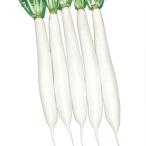 大根の種 干し理想 2dl缶 ( 野菜の種 )