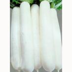 大根の種 冬どり大蔵 2dl缶 ( 野菜の種 )