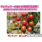  помидор. вид солнечный Cherry чистый тысяч шарик ( овощи. вид )