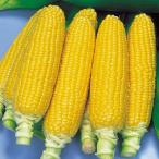  кукуруза. вид shuga-pi-k200 шарик ( овощи. вид )