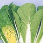 白菜の種 タイニーシュシュ ペレット5000粒 ( 野菜の種 )
