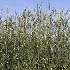 緑肥の種 ライ麦 Ｒ−００７ 1kg