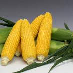  кукуруза. вид Sunny шоколад 88 2000 шарик 