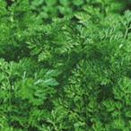  трава. вид кервель реальный . маленький пакет ( овощи. вид )