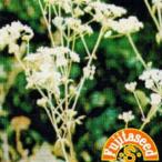  трава. вид kmin маленький пакет ( овощи. вид )