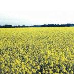  трава. вид kikalasi1kg сидераты 