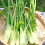  трава. вид палочка fino kio стойка kio15000 шарик ( овощи. вид )