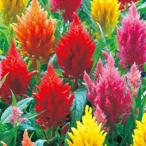 ケイトウの種 キャッスル混合 小袋