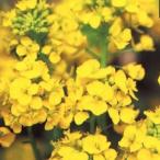 .. цветок (. ..) вид холод . серия смешивание реальный . маленький пакет (.. цветок (. ..). вид )