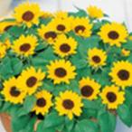  подсолнух. вид Mini подсолнух маленький лето реальный . маленький пакет 