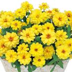  100 день .(jinia). вид Pro Fusion двойной желтый реальный . маленький пакет 