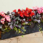 ベゴニアの種 セネタiQ　ミックス ペレット1000粒