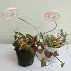 植物育成用ＬＥＤツインライト