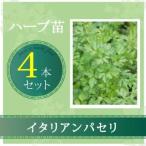  трава рассада итальянская петрушка 4 шт. комплект 