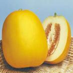 マクワウリの苗金太郎接木苗4本セッ...