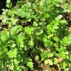  трава рассада кориандр ( кориандр ) 4 шт. комплект 