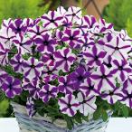 苗 ペチュニアの人気商品 通販 価格比較 価格 Com
