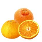 柑橘類の苗 デコポン （ 不知火 ） 1