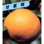 柑橘類の苗 甘夏 （ あまなつ ） 1年