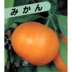 柑橘類の苗 極早生 上野温州みかん 