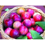 果樹苗スモモメスレー1年生苗木