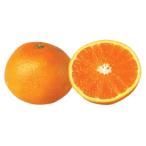 柑橘類の苗 はるみ 1年