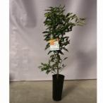 柑橘類の苗 はるみ 2年