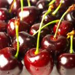 果樹苗サクランボアメリカンチェリー...