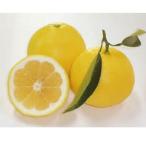 ショッピング文旦 柑橘類の苗 日向夏 （ ひゅうがなつ ） 2年生苗木