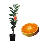 柑橘類の苗 花柚 （ はなゆず ） 2年生苗木