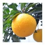 柑橘類の苗 みはや 2年生苗木