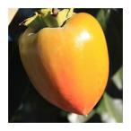 柿の苗、苗木 渋柿 市田柿 1年生苗