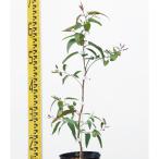  саженец лимон эвкалипт 15cm pot 