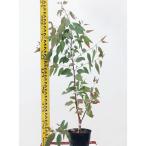  саженец эвкалипт * orange жевательная резинка 15cm pot 