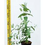  саженец эвкалипт *biko стартер 15cm pot 