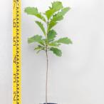  саженец балка дуб 15cm pot 