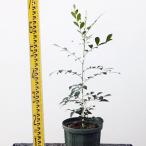  саженец шелк жасмин 18cm pot 