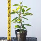  саженец go-donia камелия 18cm pot 