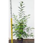  саженец шелк жасмин 24cm pot 
