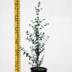  саженец эвкалипт * серебряный жевательная резинка 15cm pot 